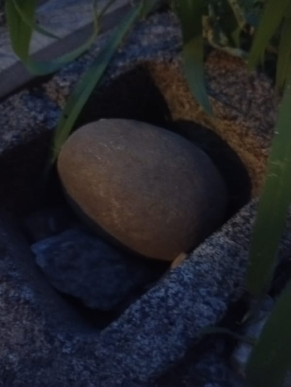 Garden snapshots, grazing animals, and quiet outdoor moments