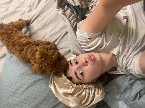 Person and poodle share playful moments on bed