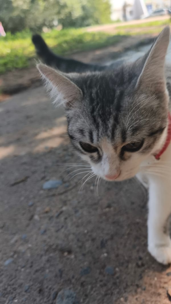 Tabby cat strolls a dirt path in a leafy outdoor setting
