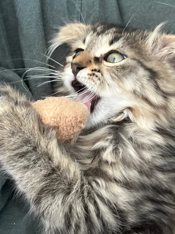 Cats relaxing, yawning, and getting petted in close-up shots