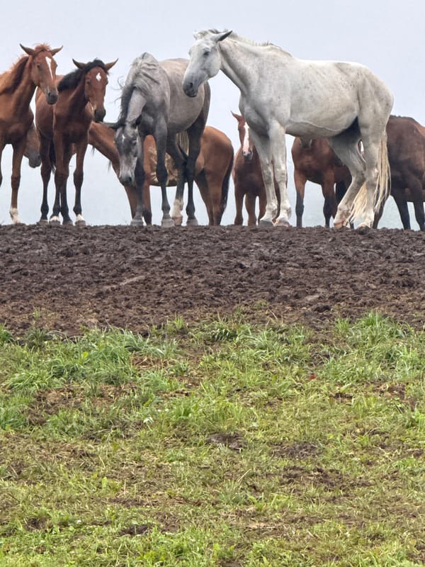 Horses on a muddy embankment in Galinė, Lithuania