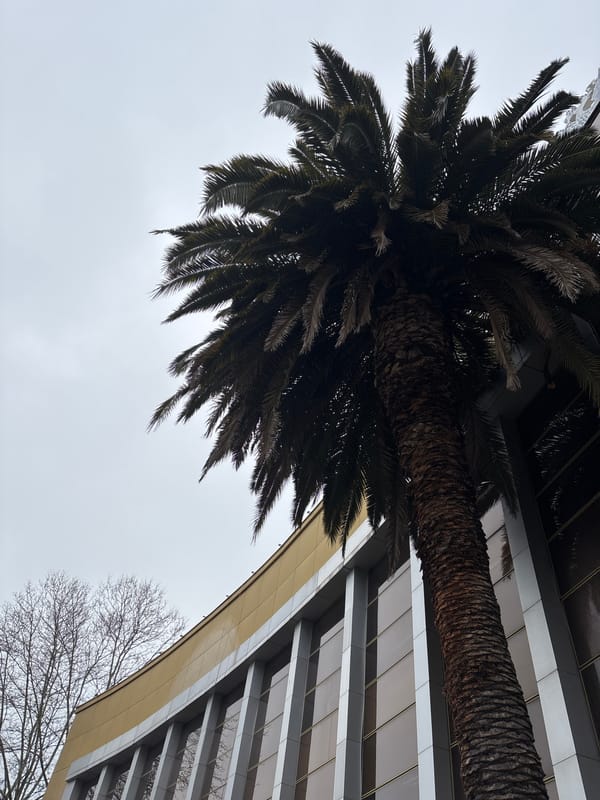 Spring afternoon scenes captured across Sochi gardens and streets