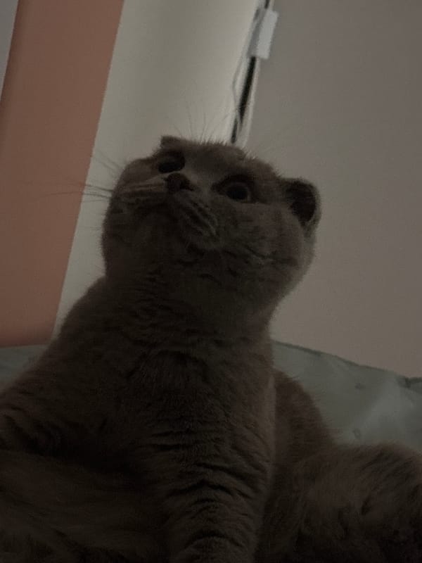 Domestic cats photographed in indoor setting during evening hours
