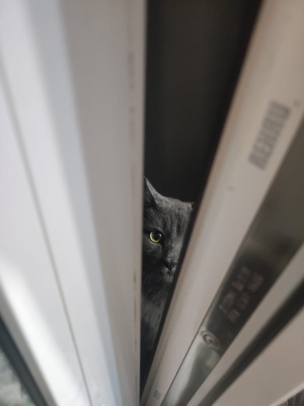 Quiet domestic moments captured in Votkinsk: cat and pancakes