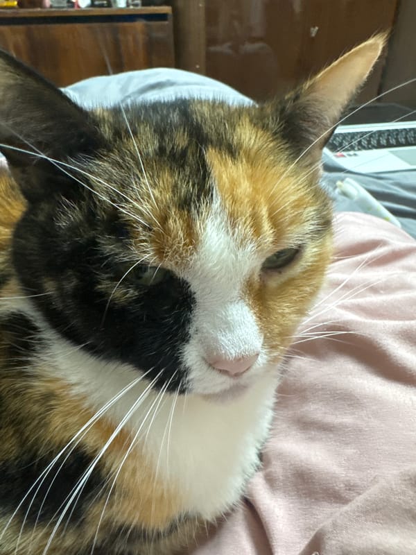 Calico cat sleeps on pink bedding in home setting