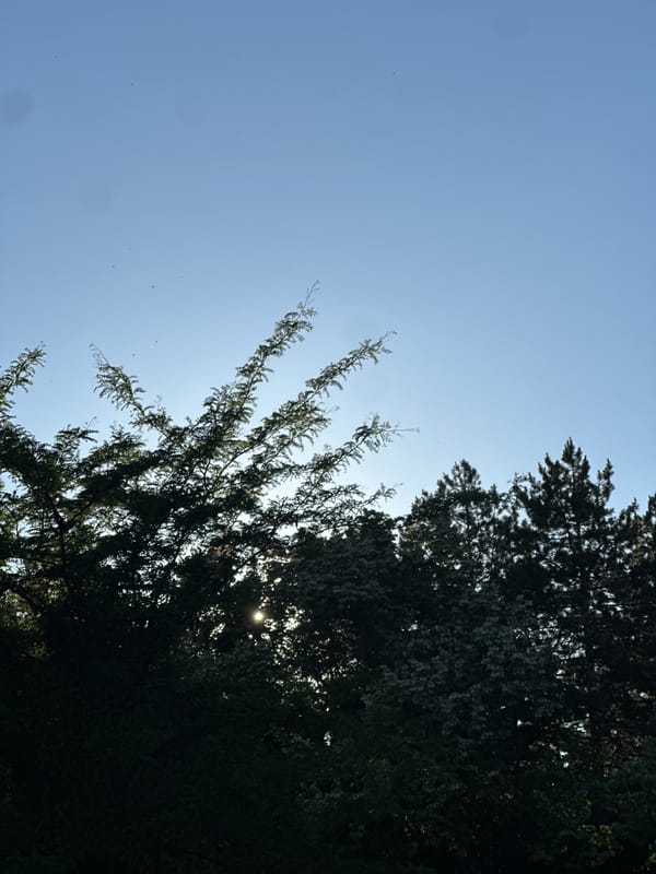 Clear skies observed through trees in Lovech, Bulgaria