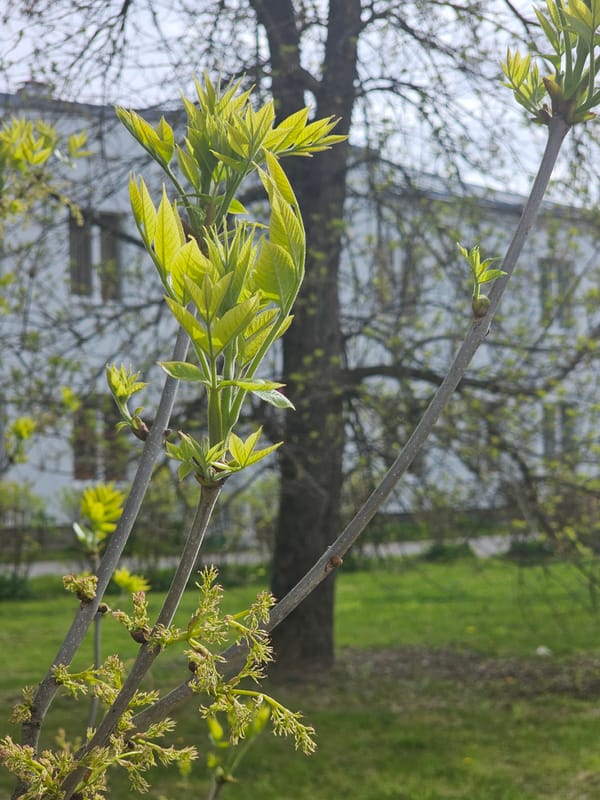 Morning moments in Tosno: spring buds, cake, tea