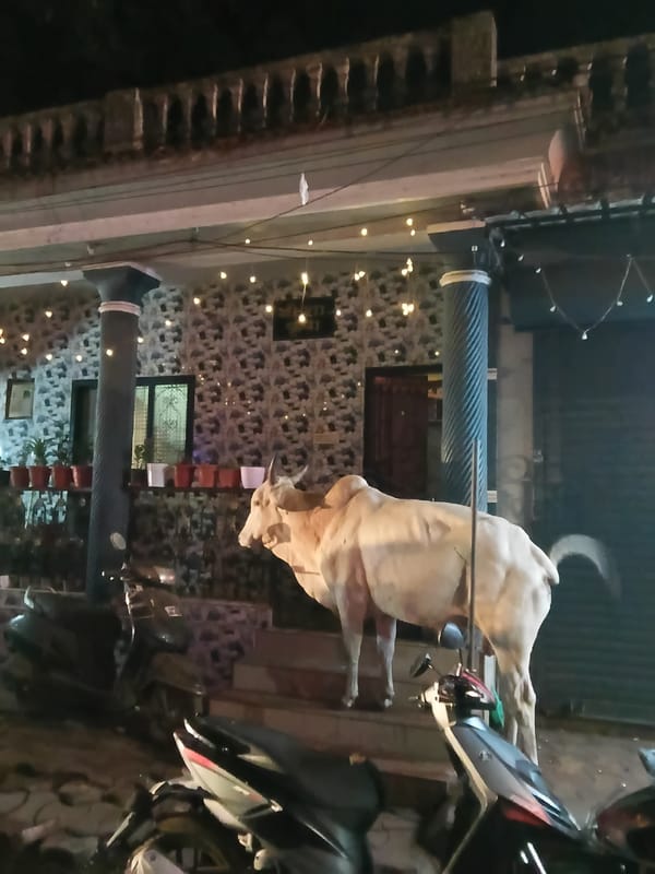 Cow spotted outside patterned building in Chapora, India