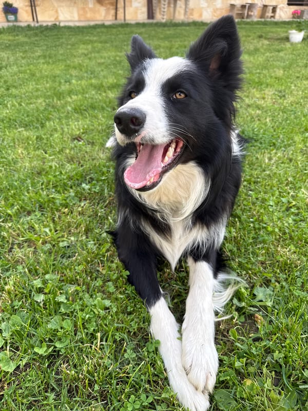 Border Collie and Cat Share Quiet Moment in Bulgarian Yard
