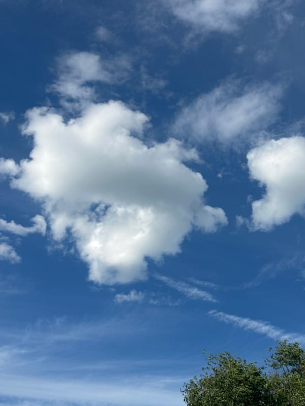 Outdoor nature details: skies, flowers, bark, and greenery