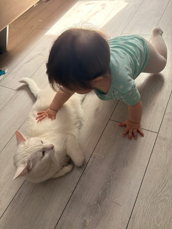 Toddler plays with cat, youth gather at sports field