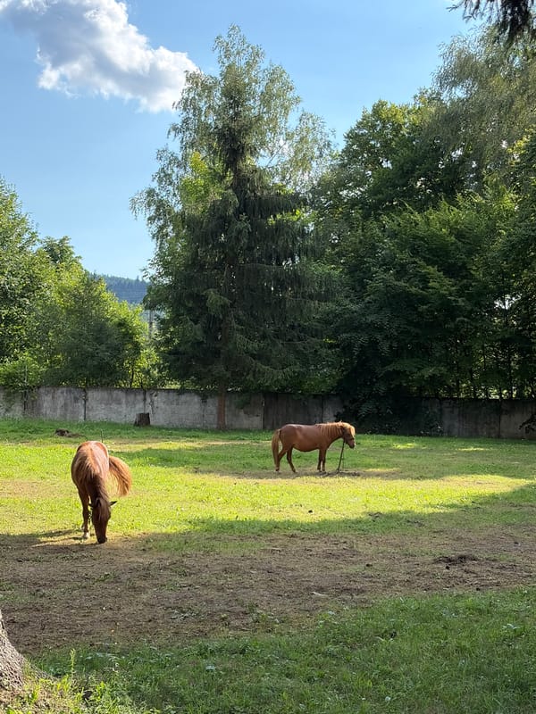 Horses, a bronze statue, and green grounds at a historic outdoor site