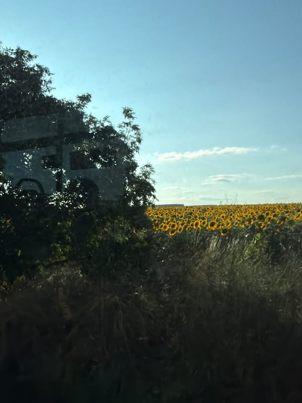 Sunflower fields baking under a July sun outside Sofia