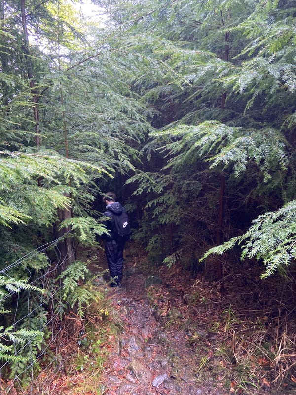 Person observed in wooded area near Llanrwst