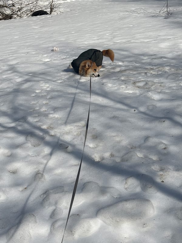 Corgi in green coat walks through snow in Votkinsk
