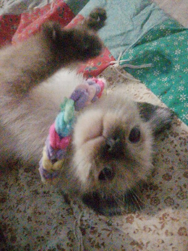 Cats with handmade collars relaxing at a Ukrainian home