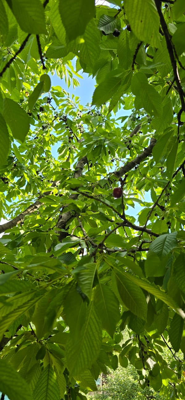Cherry tree, open sky, and a dog mid-run on the lawn