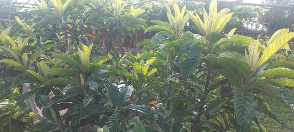 Tbilisi backyard garden with fruit trees and free-range chickens