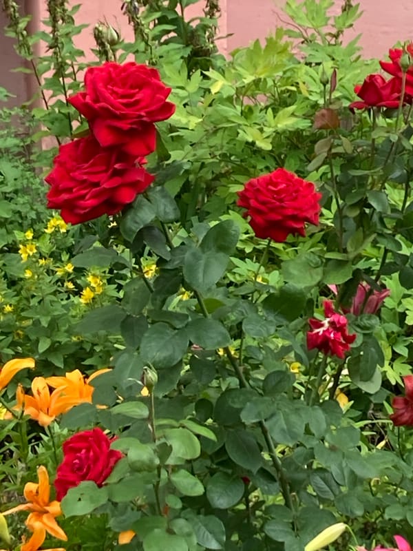 Cycling past summer garden blooms in Chaikovsky, Russia