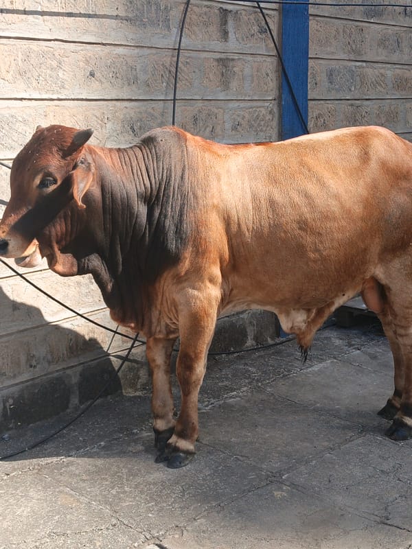 Street vendors and livestock spotted in Nairobi