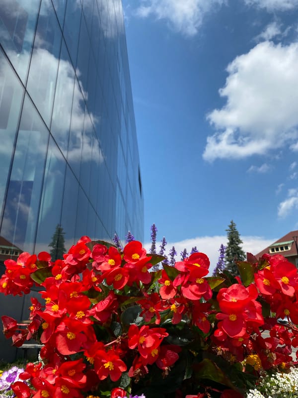 Summer garden in full bloom beside a modern Quebec building