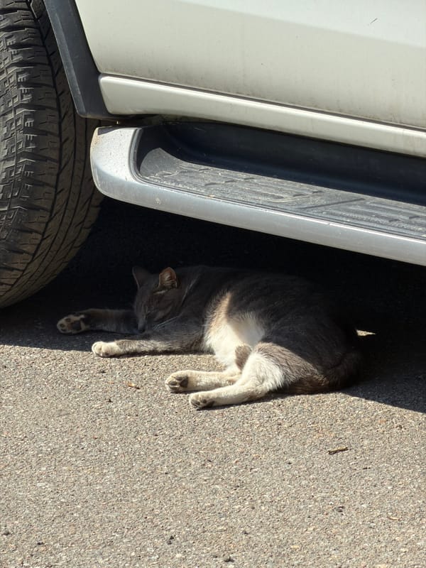 Cat rests on asphalt in Peterhof, Russia