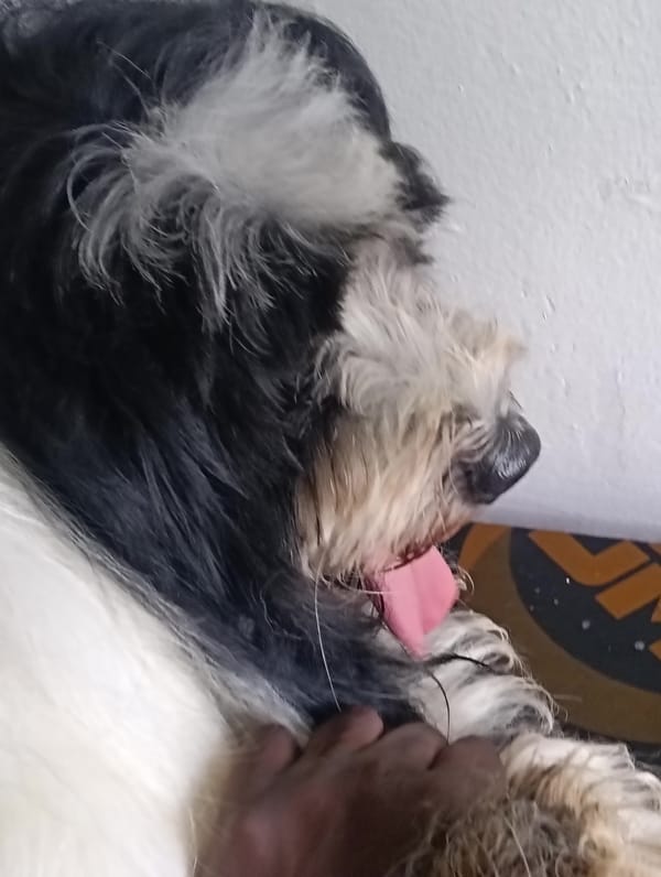 Dog moments captured in Nairobi homes