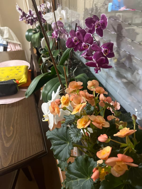 Flowering orchids and begonias spotted on display in Haskovo