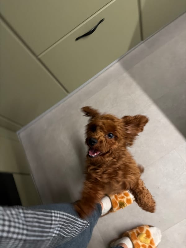 Playful poodle-mix bouncing around a Sofia kitchen