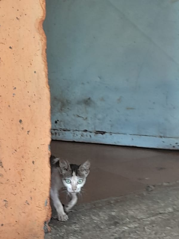 Daily life moments captured across Santa Ana, Venezuela