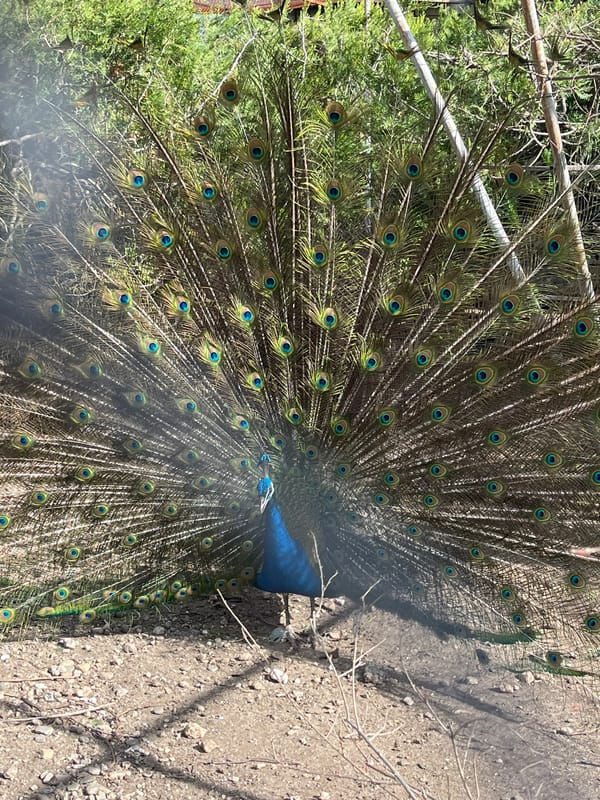 Zoo animals including peacocks and turtles observed in Bulgarian park
