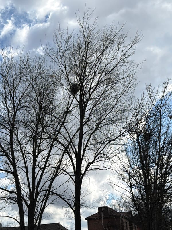 Spring day urban photography captures buildings and bare trees
