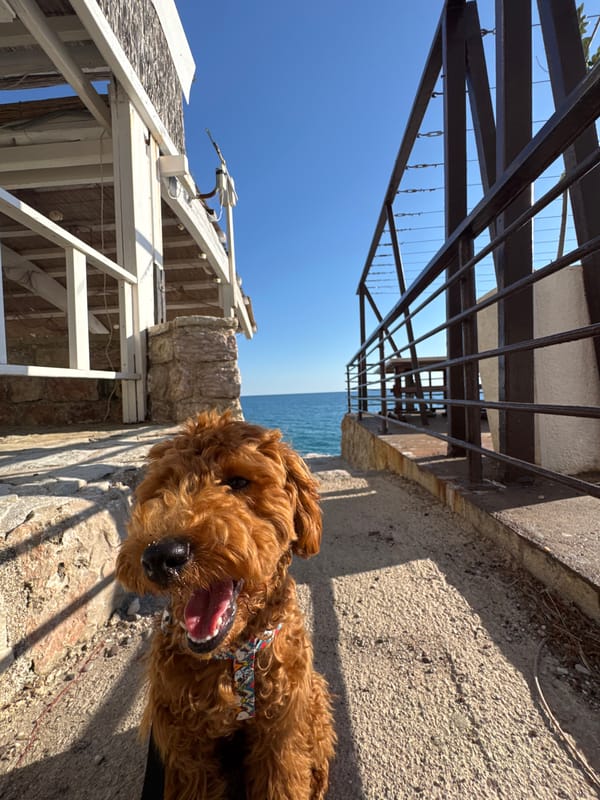 Dog owner enjoys beach day with golden doodle in Montenegro