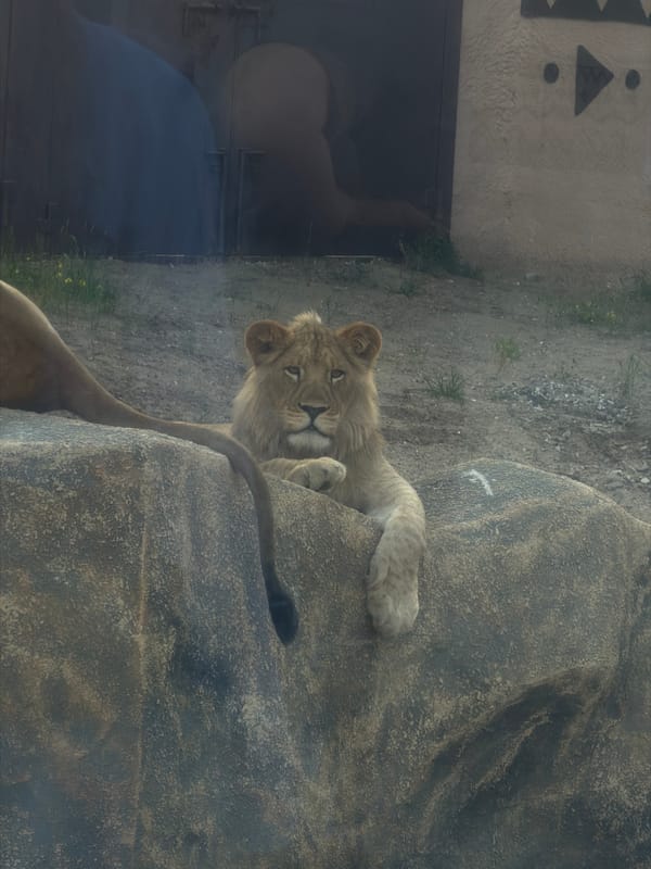 Zoo animals and evening strolls at a Perm park
