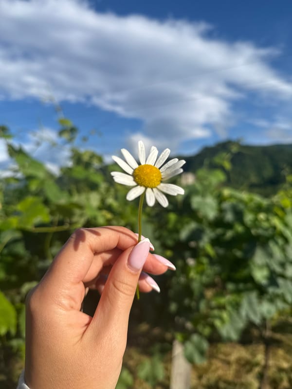 Inside the vineyards of Khvanchkara, Georgia