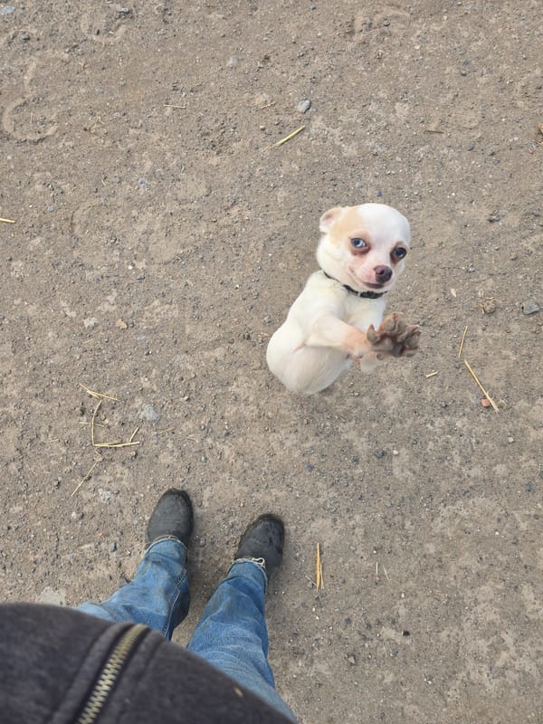 Small dog plays on ground in Estaimpuis, Belgium