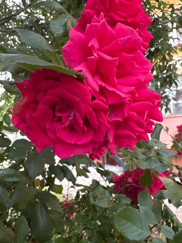 Rose garden blooms documented in Sliven, Bulgaria