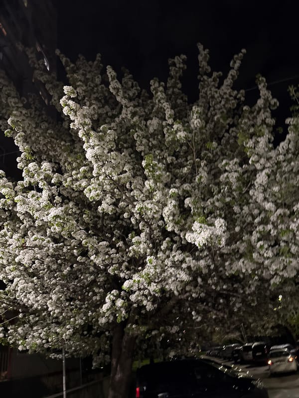 Night blooming tree documented in selfie videos, Varna Bulgaria
