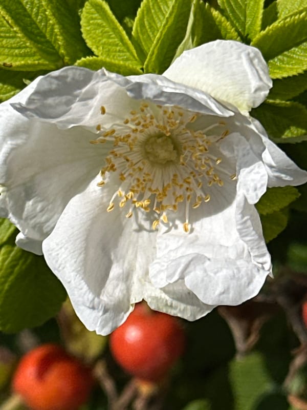 Summer garden blooms photographed up close in Podolsk, Russia