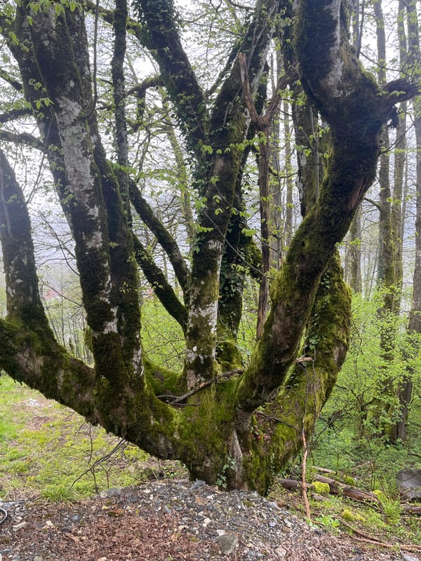 Person documents mossy forest walk with mountain views