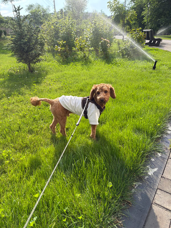 Dog in a white t-shirt hanging out at the park