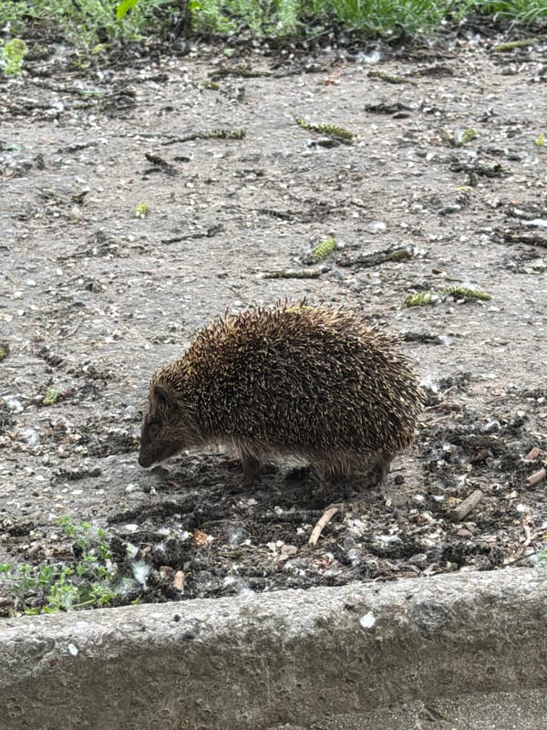 Urban wildlife and pets documented in city locations