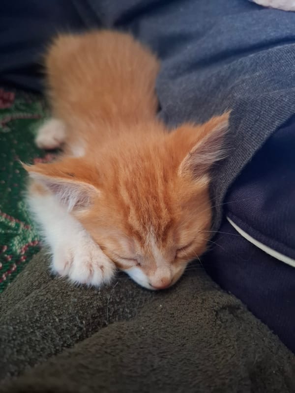 Orange kitten sleeps peacefully on fabric materials