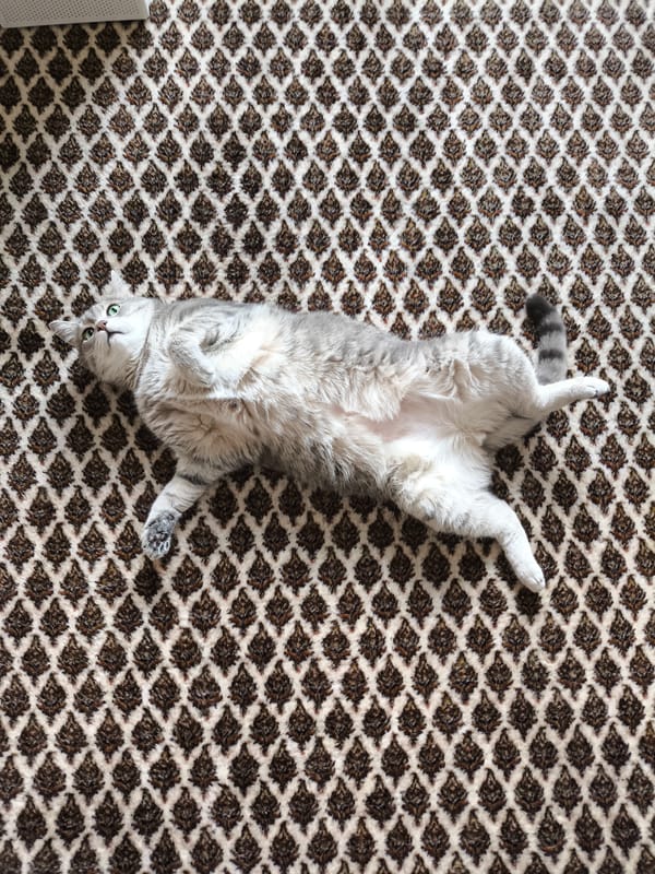 Gray tabby cat at home, lounging and playing