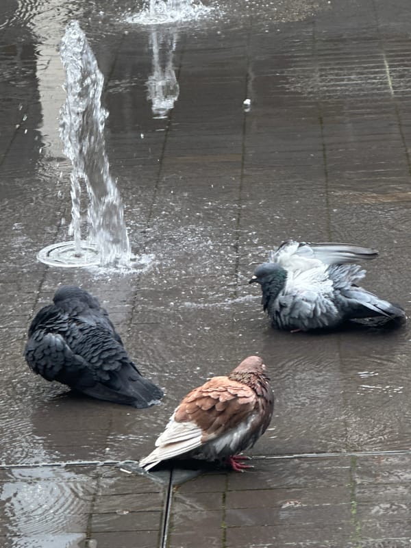 Person observes pigeons bathing in London fountain Saturday morning