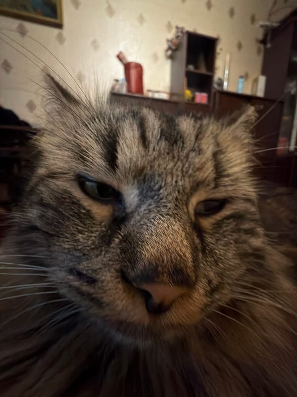 Tabby cat lounging and posing at home in Lyubertsy