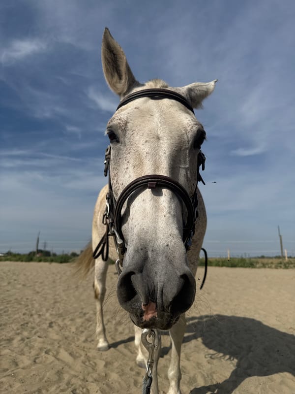 Saddled gray horse takes a dusty roll in Belgian arena