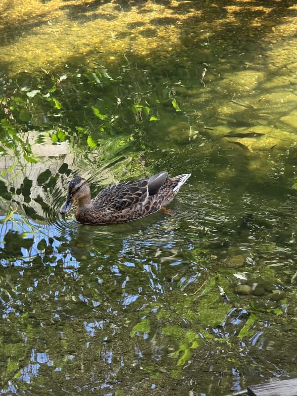 Mallard duck in shallow sunlit water, Cagnes-sur-Mer