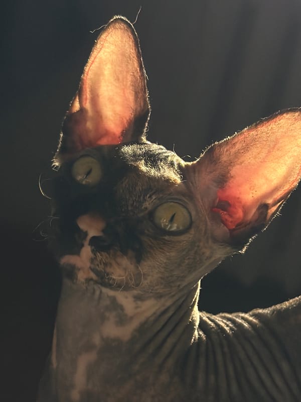 Sphynx cat photographed in multiple angles in Barnaul, Russia