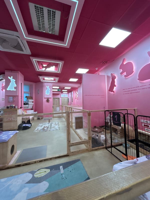 Pink bunny cafe interior documented in Krakow, Poland